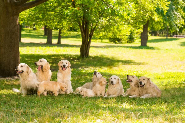 Big pack of dogs — Stock Photo, Image