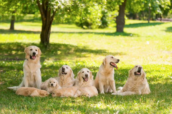 Large purebred canine family — Stock Photo, Image