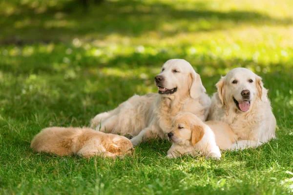 Dog family resting on lawn — Stock Photo, Image