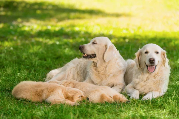 Portrait of golden retriever family — Stock Photo, Image