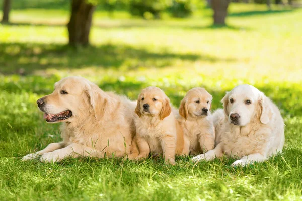 Взрослые собаки и их потомство — стоковое фото