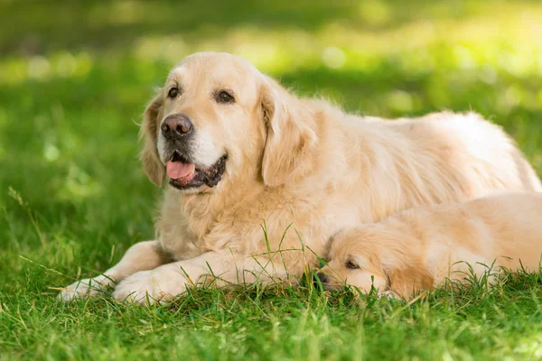 Male golden retriever with puppy — Stock Photo, Image