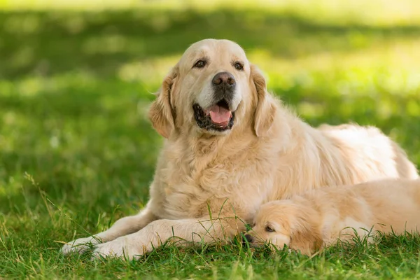 Golden retriever father and its pup — Stock Photo, Image