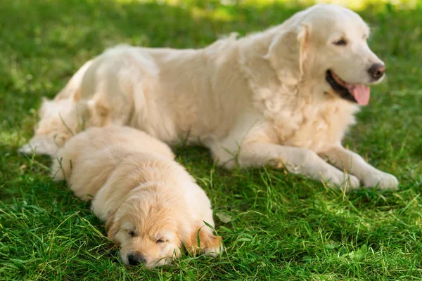 Собачья мать и ее щенок — стоковое фото