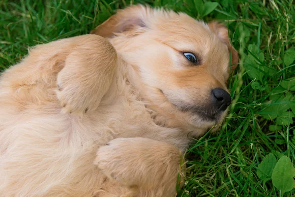 小さな犬が草の上を します 公園を散歩しながらかわいいゴールデンレトリーバー子犬を再生します — ストック写真