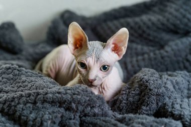 Genç sphynx kedi yavrusu