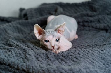 Oynak Sphynx kedi avcılık