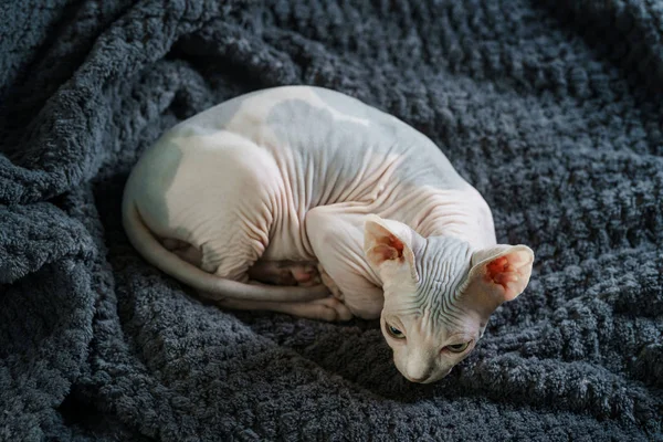 Skallig Sphynx kattunge uppkrupen — Stockfoto