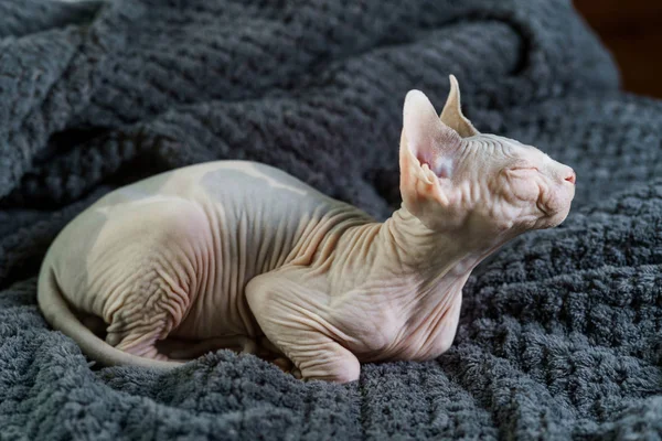 Sphynx yavru kedi onun boyun germe — Stok fotoğraf