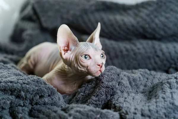 Sphynx gato olhando para a distância — Fotografia de Stock