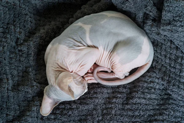 Kedi yavrusu kadar kıvrılmış uyuyor — Stok fotoğraf