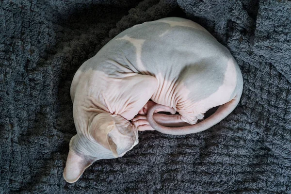 Enrolado gatinho está dormindo — Fotografia de Stock