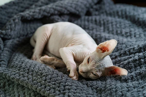 Sphynx gato ter um descanso — Fotografia de Stock