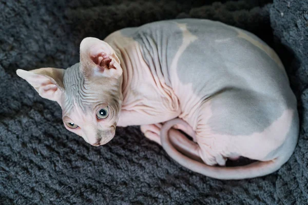 Döşeme düşünceli tembel kedi — Stok fotoğraf