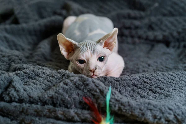Oynak Sphynx yavru kedi hazırlanıyor — Stok fotoğraf