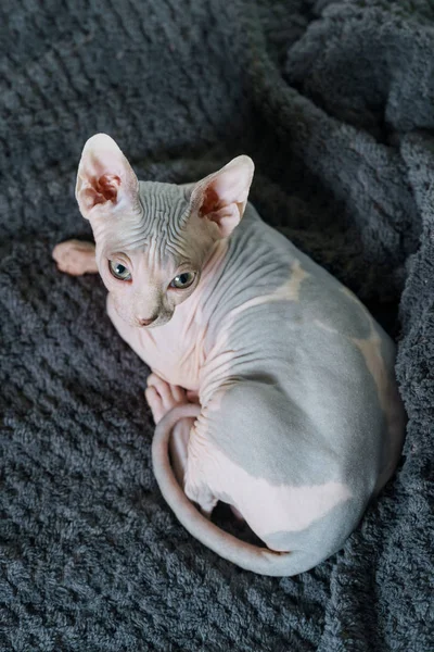 Gato de esfinge sem pêlos em cobertor — Fotografia de Stock