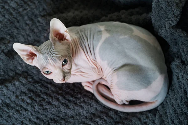 Sphynx-Katze ruht auf Bett — Stockfoto