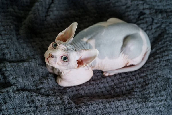 Nyfiken Sphynx kattunge vilar — Stockfoto