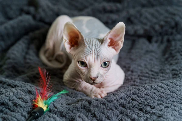 Careca Sphynx gatinho olhando — Fotografia de Stock