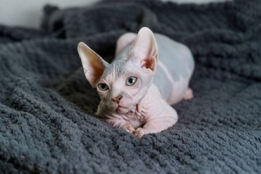 Güzel Sphynx kedi rahatlatıcı