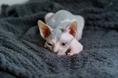 Avcılık yavru kedi oyuncak için izliyor