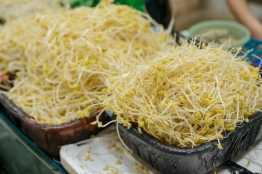 Kase soya fasulye filizi