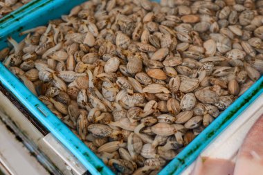 Canlı istiridye tepsi