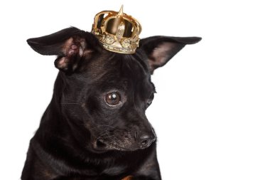 Altın taç ile Chihuahua köpek