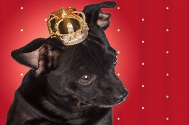Chihuahua köpek bir taç ile