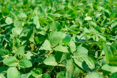 Sahaya yakın çekim