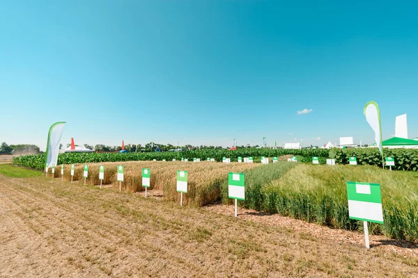 Apresentação de diferentes tipos de trigo — Fotografia de Stock