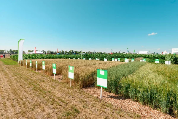 Small wheat plantation