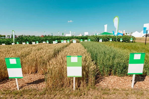 Wheat plantation under blue sky