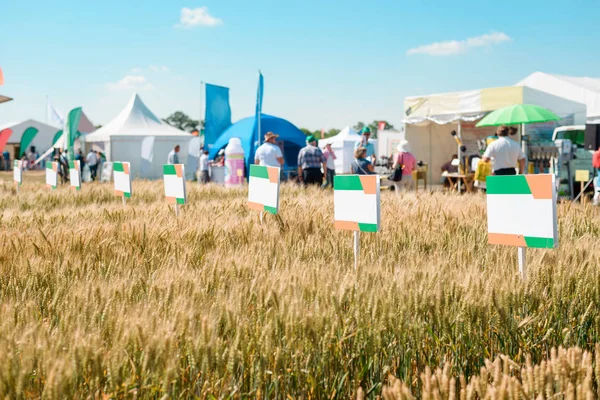 Wheat plantation at a fair