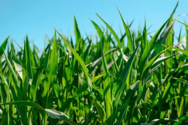 Yeşil Çimen ve Mavi Gökyüzü