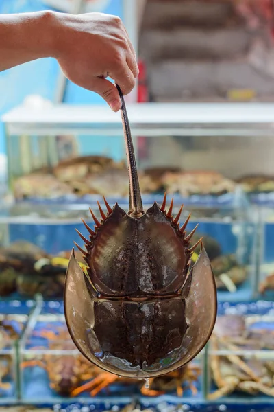 Mano de hombre sosteniendo un cangrejo de herradura por la cola —  Fotos de Stock