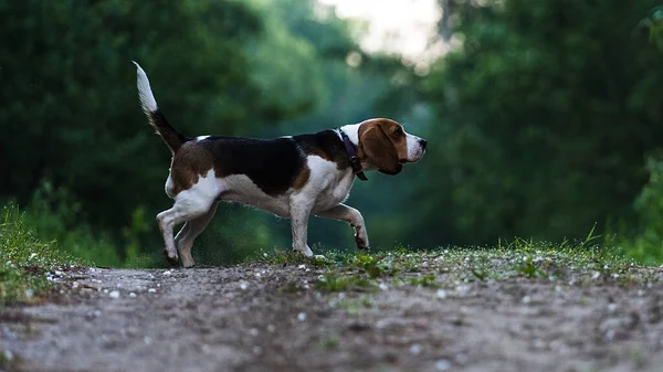 Beautiful hunting dog the Beagle walks in the woods. Happy puppy running through the woods and sitting in the grass