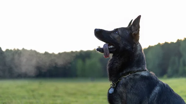 Portrait of a dog. Side view. Photos at dawn. German shepherd in profile.