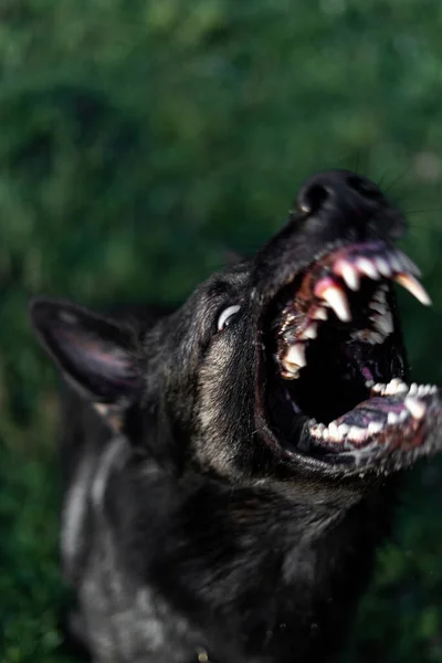 Wolfish grin. Aggressive dog. Grin close up. The dog barks. German shepherd .