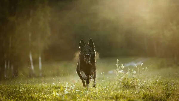 The dog is dark brown in color, runs towards the backlight.