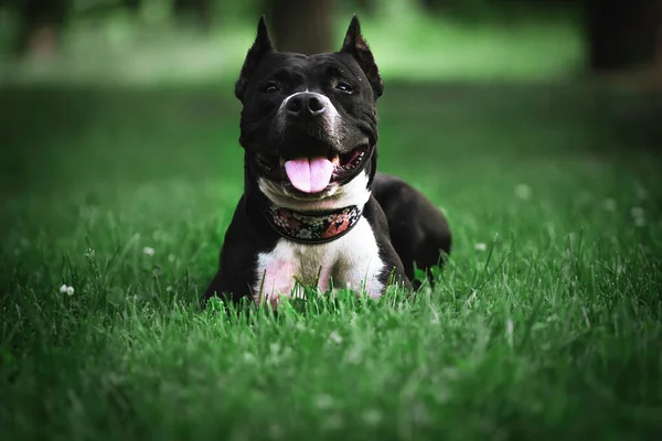 Black dog lying on the grass. Pit bull, black in color with white chest lying on the green grass. Collar with flowers on a black dog