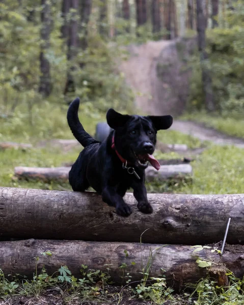 The black dog jumps over the logs. Black Labrador in flight.