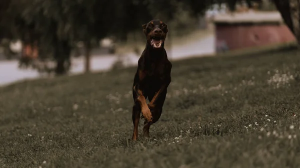 The dog runs across the lawn towards the photographer. Doberman is running on the lawn. Freeze frame in flight of a dog. The dog catches up with the offender. Doberman Pinscher of chocolate color. The dog runs at great speed.