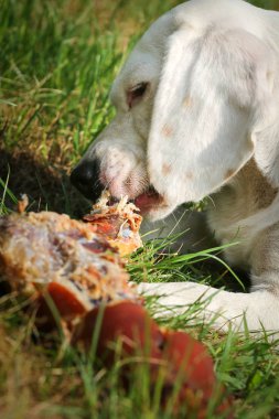 Çayır üzerinde yalan beagle ve kemik yemek
