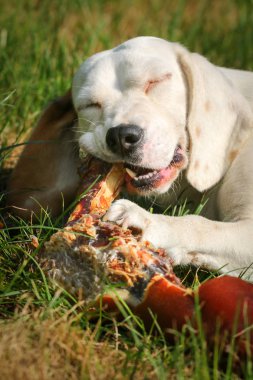 Çayır üzerinde yalan beagle ve kemik yemek