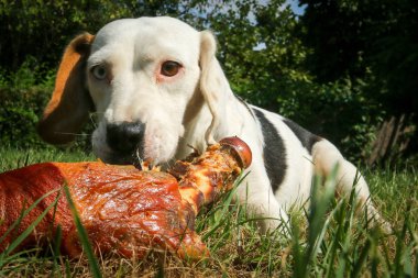 Çayır üzerinde yalan beagle ve kemik yemek