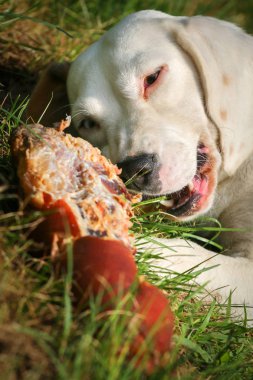 Çayır üzerinde yalan beagle ve kemik yemek