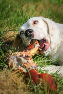 Çayır üzerinde yalan beagle ve kemik yemek