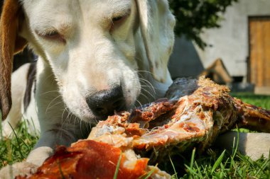 Çayır üzerinde yalan beagle ve kemik yemek