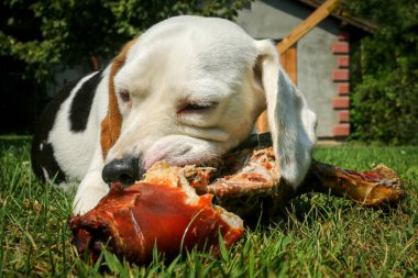 Çayır üzerinde yalan beagle ve kemik yemek